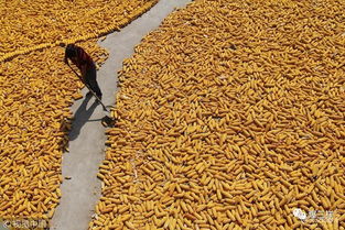 鄉(xiāng)村振興新舉措 東營(yíng)率先啟動(dòng)農(nóng)民職稱評(píng)審，家禽家畜養(yǎng)殖能手可申報(bào)